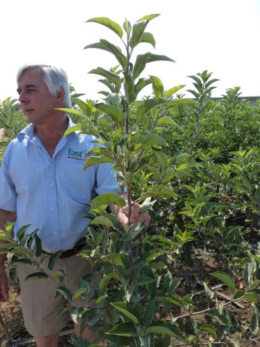 Chris Levett demonstrates the growth of these Gala Schnico trees